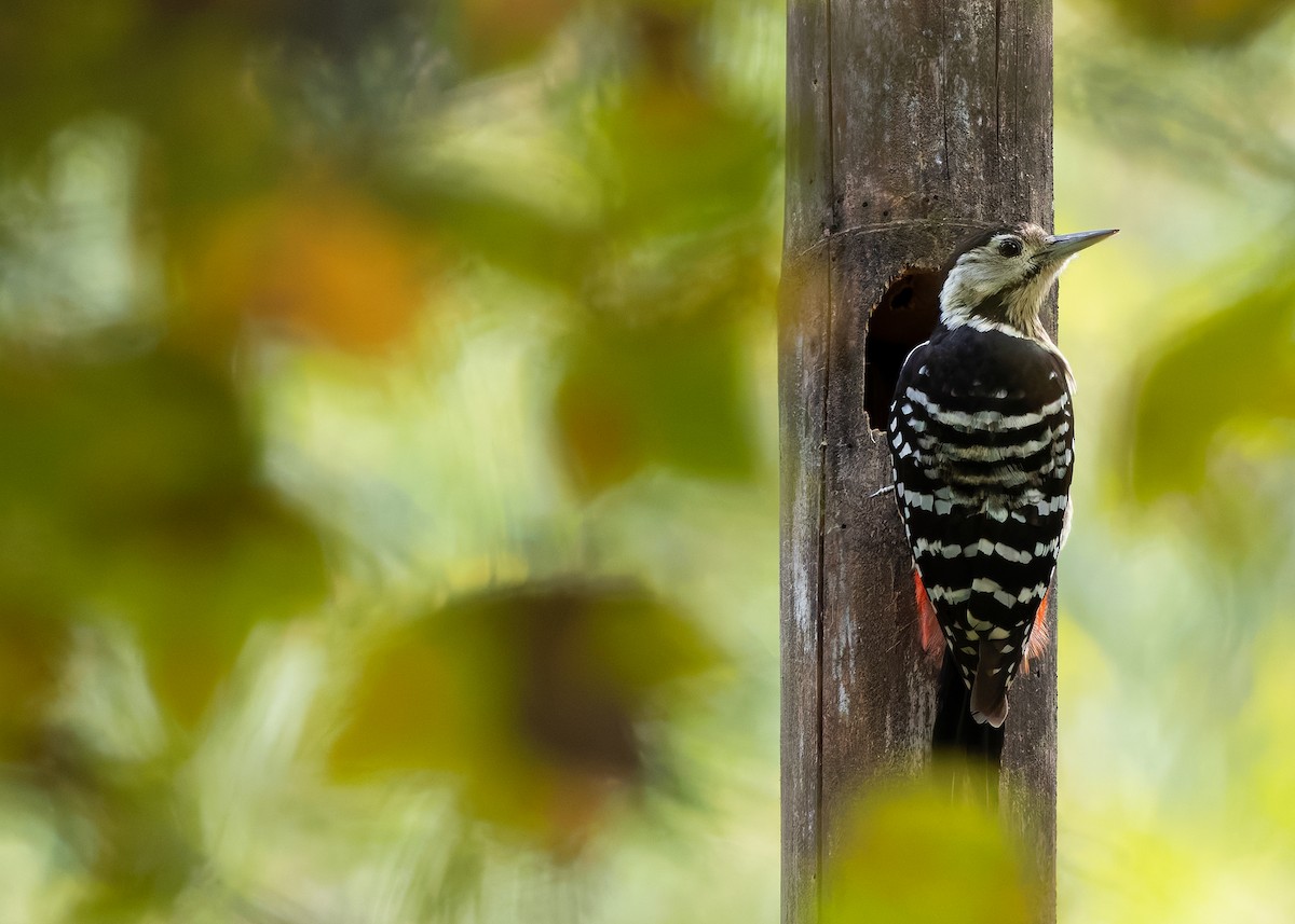Stripe-breasted Woodpecker - ML635493778