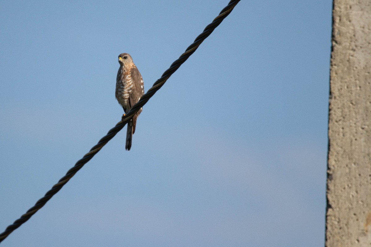 Levant Sparrowhawk - ML635493790