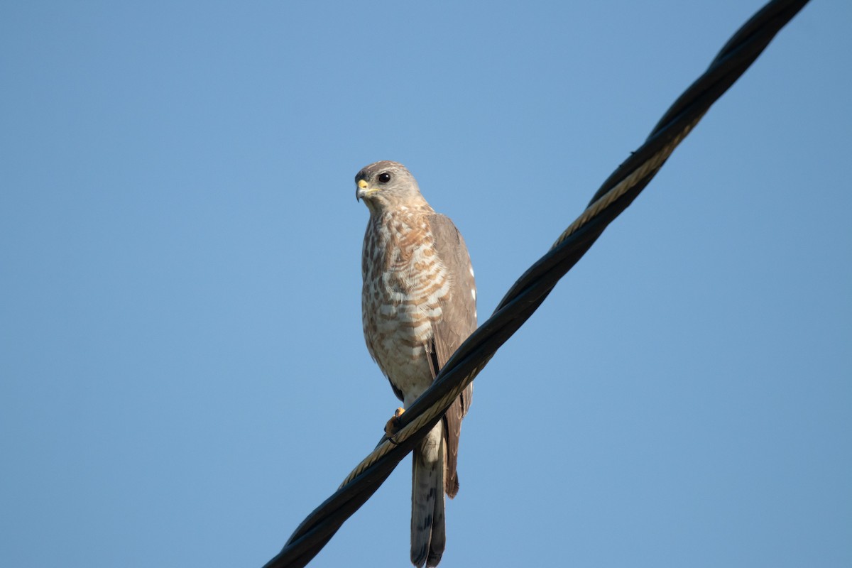 Levant Sparrowhawk - ML635493791