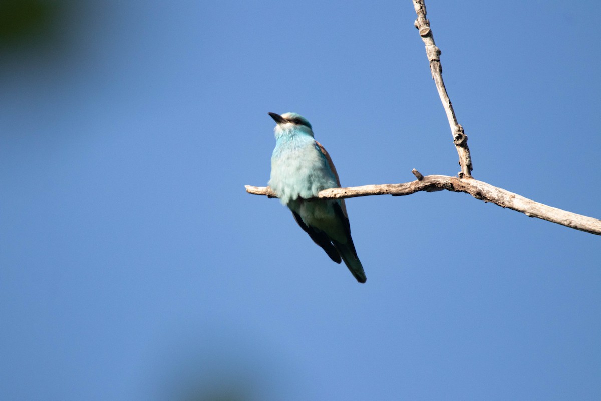 European Roller - ML635493796