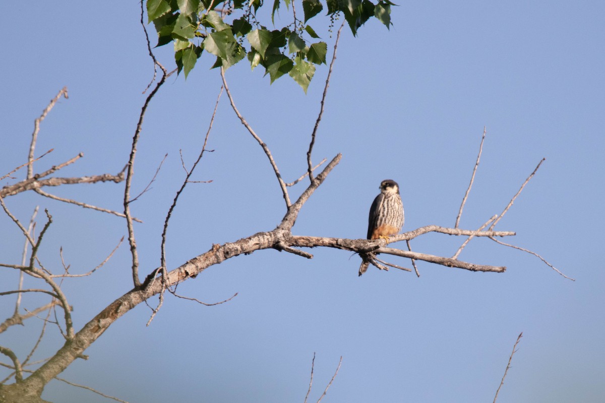 Eurasian Hobby - ML635493812