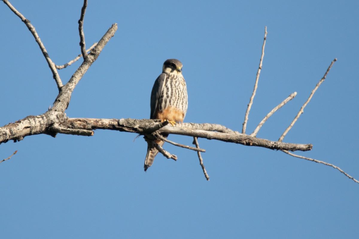 Eurasian Hobby - ML635493813