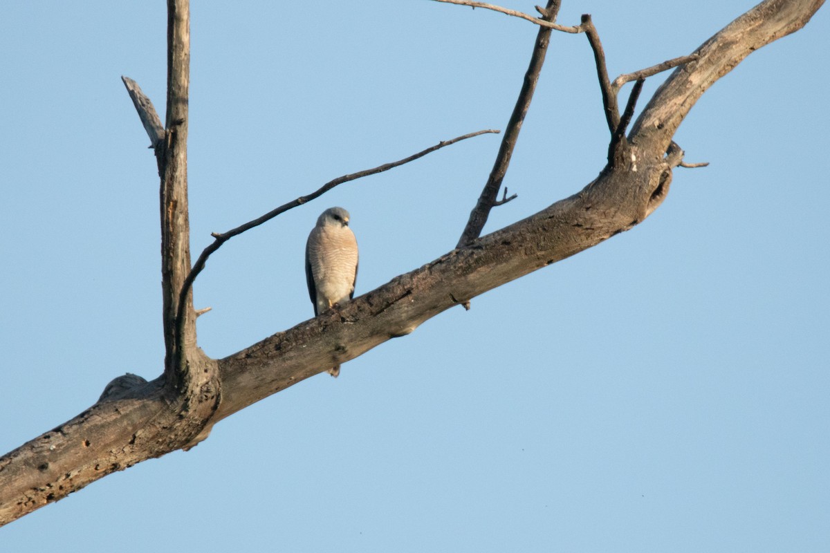 Levant Sparrowhawk - ML635493826