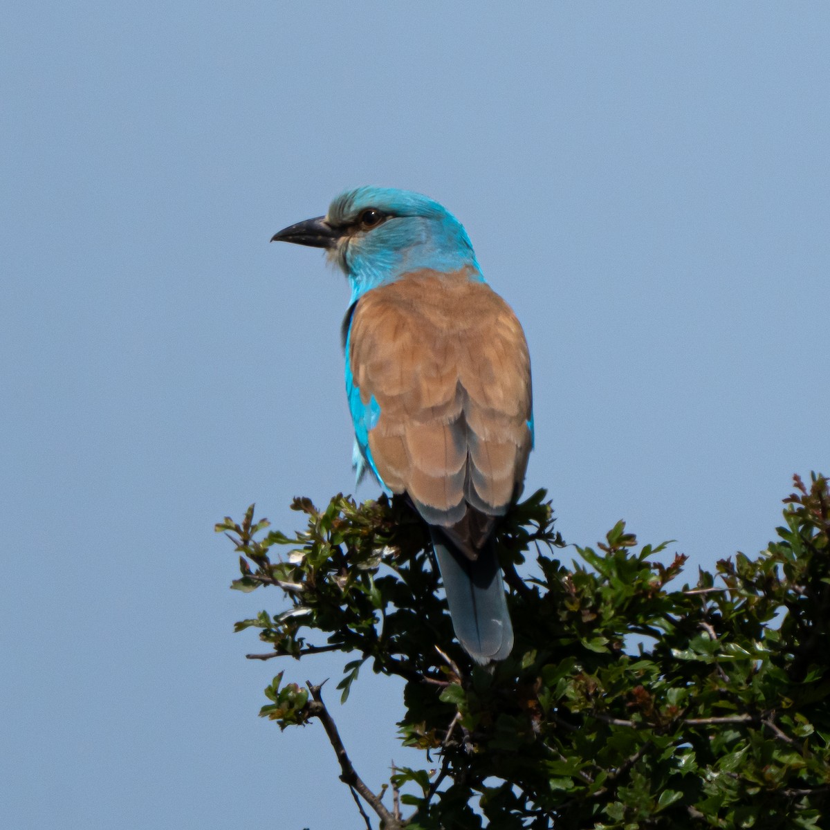 European Roller - ML635493828