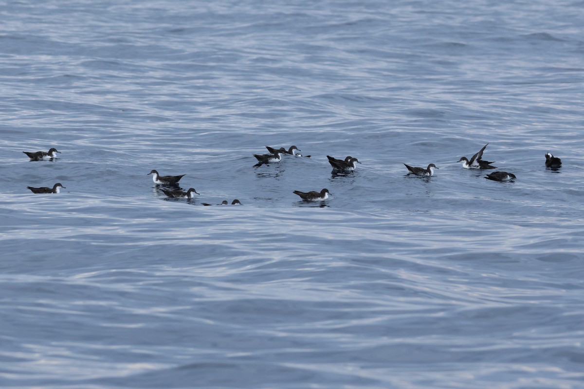 Galapagos Shearwater (Light-winged) - ML635493875