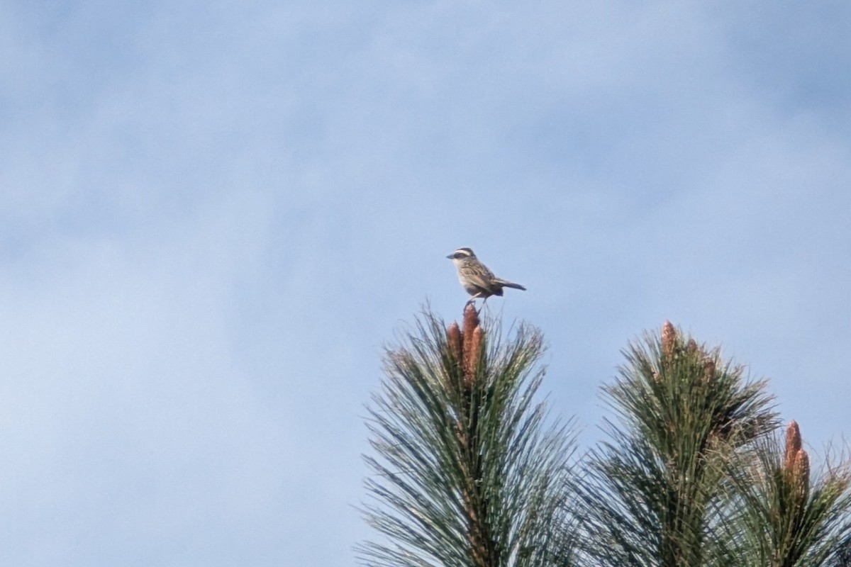 Striped Sparrow - ML635493878