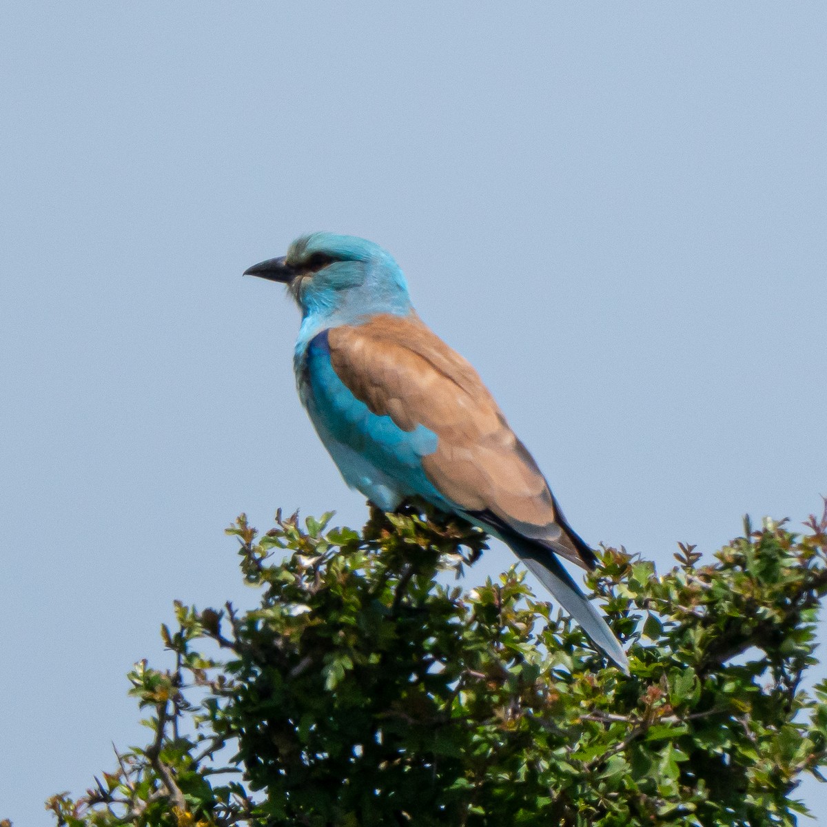 European Roller - ML635493995