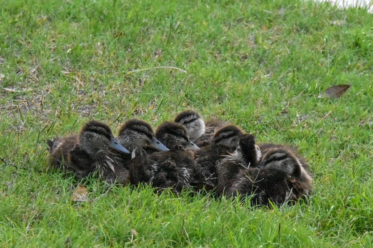 Stockente - ML635494000