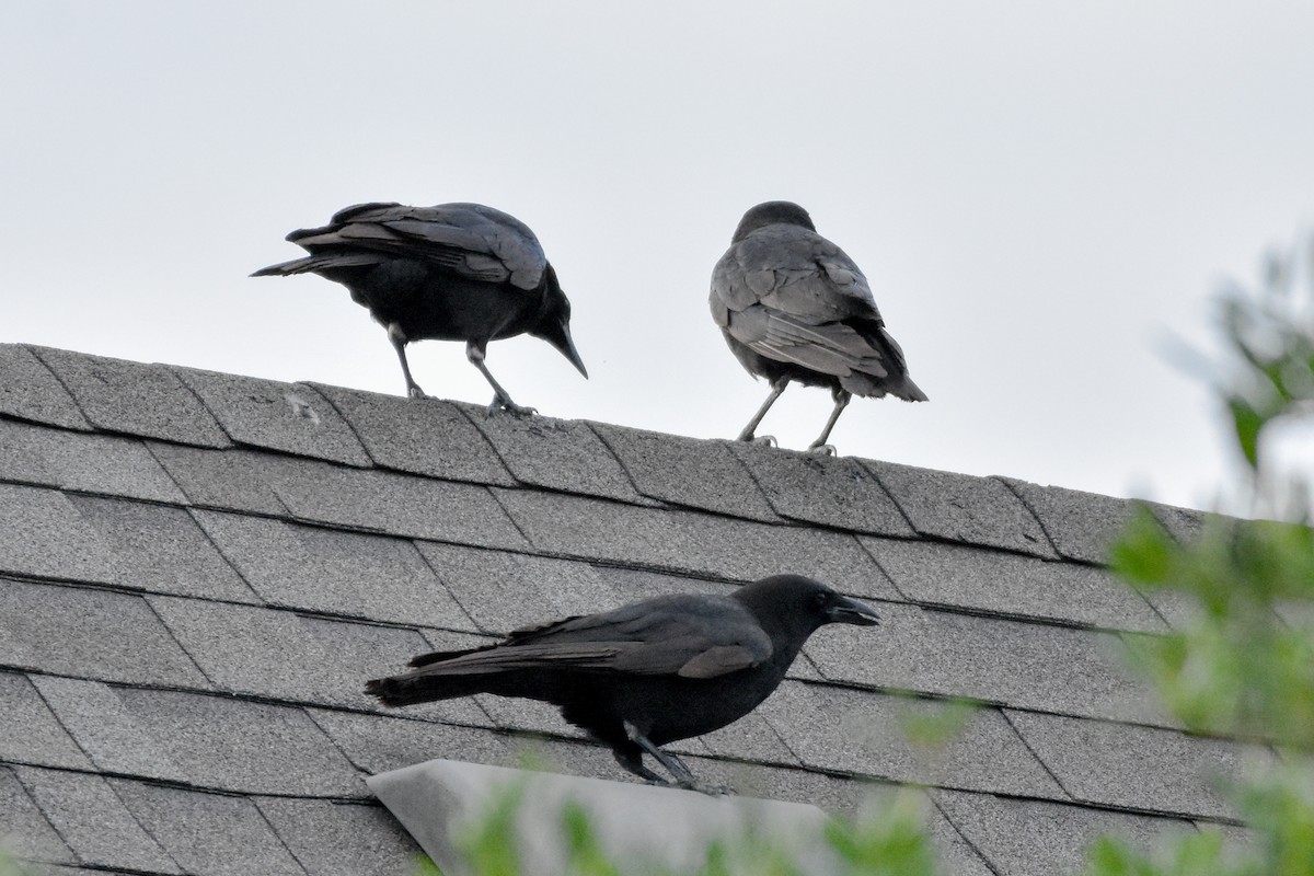 American Crow - ML635494011