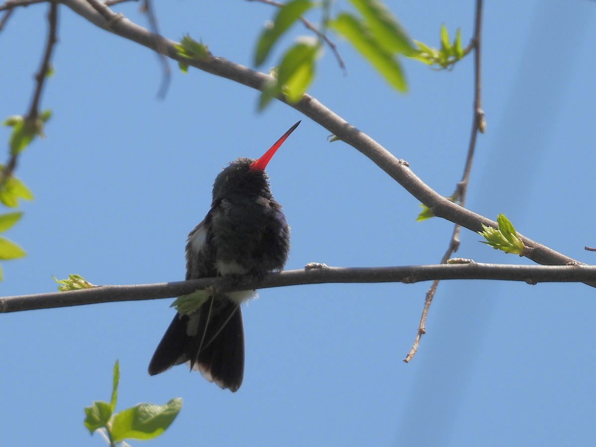 Broad-billed Hummingbird - ML635494030