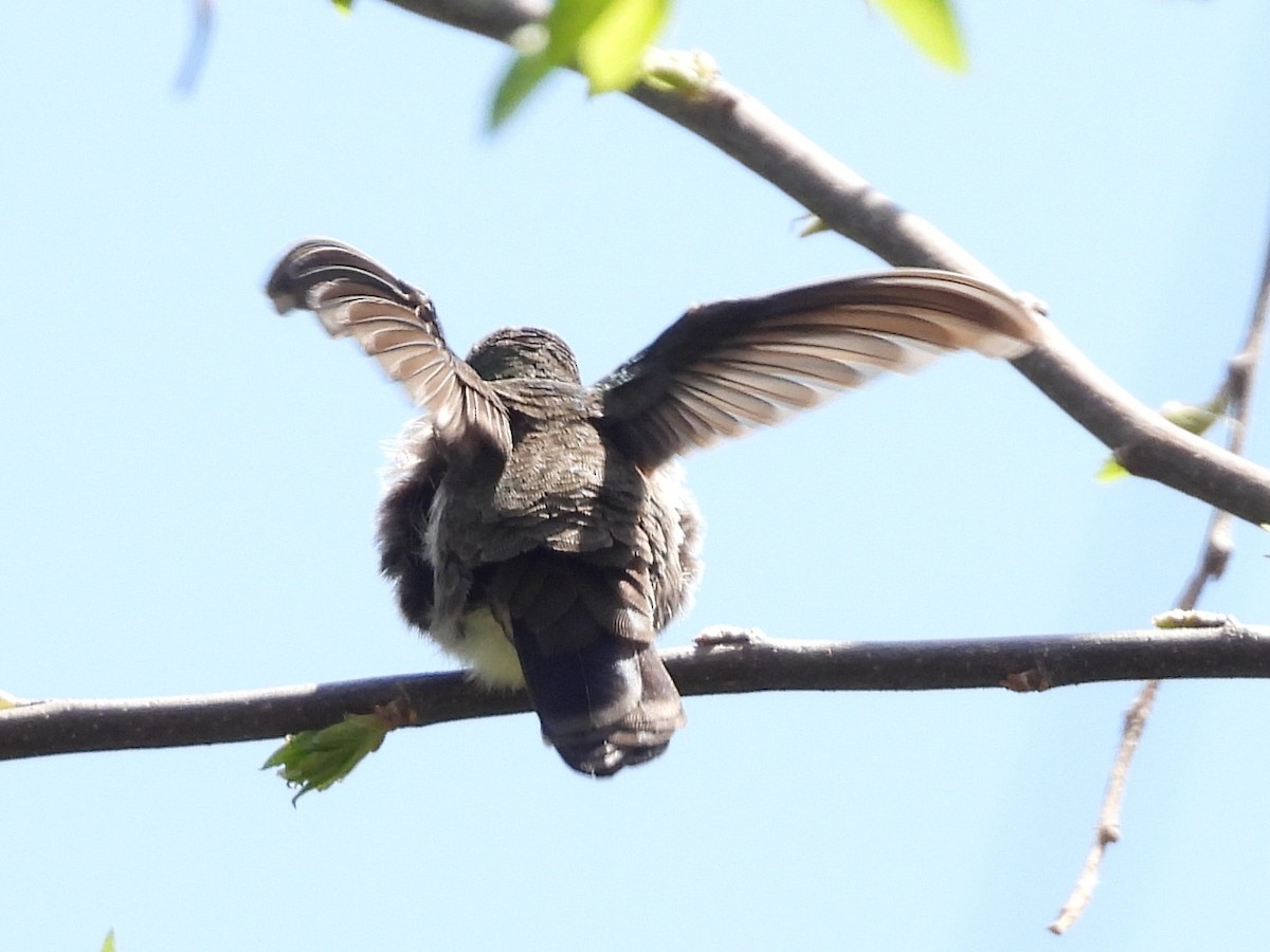 Broad-billed Hummingbird - ML635494037