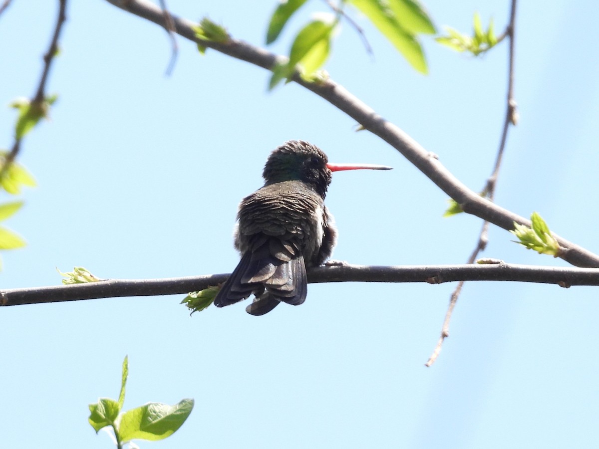 Broad-billed Hummingbird - ML635494049