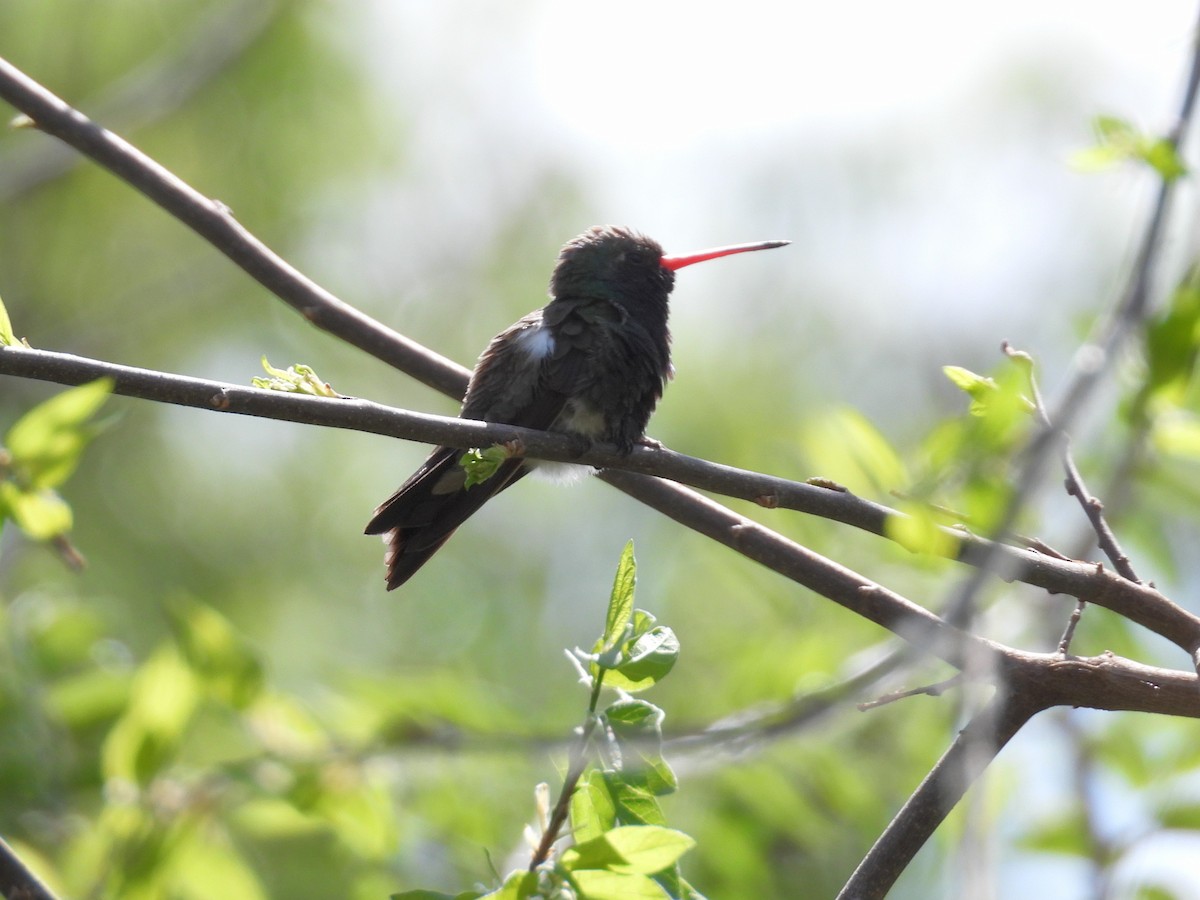 Broad-billed Hummingbird - ML635494058