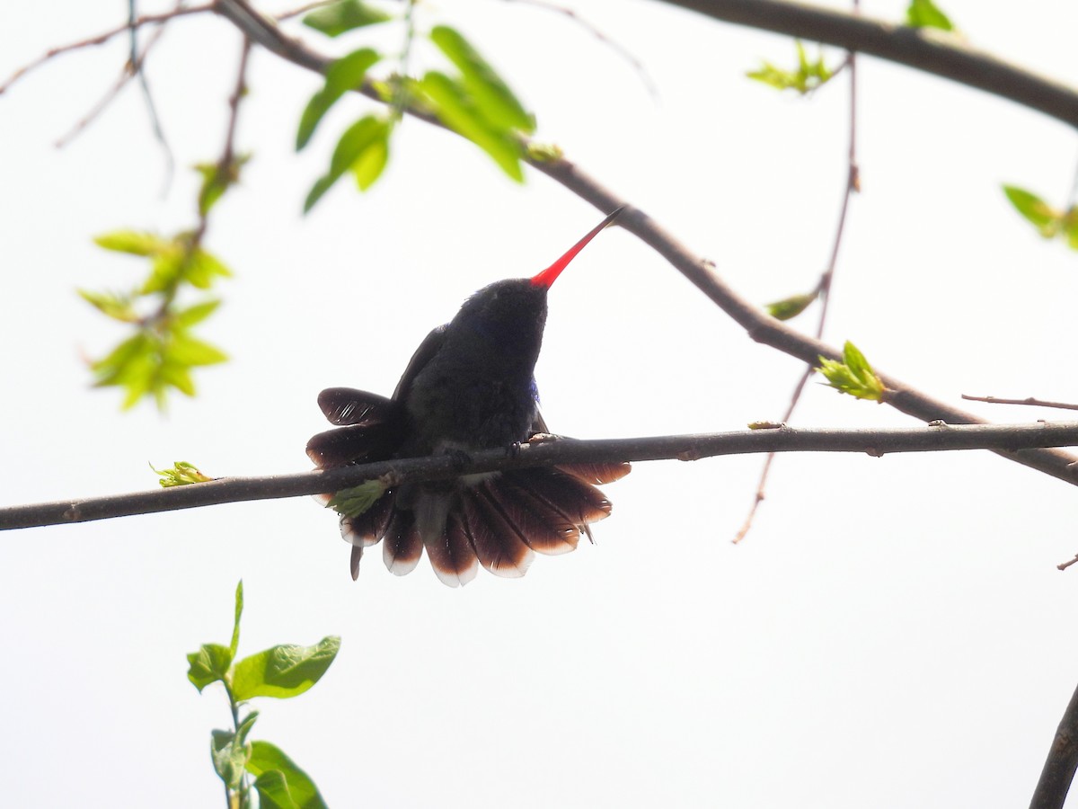 Broad-billed Hummingbird - ML635494063