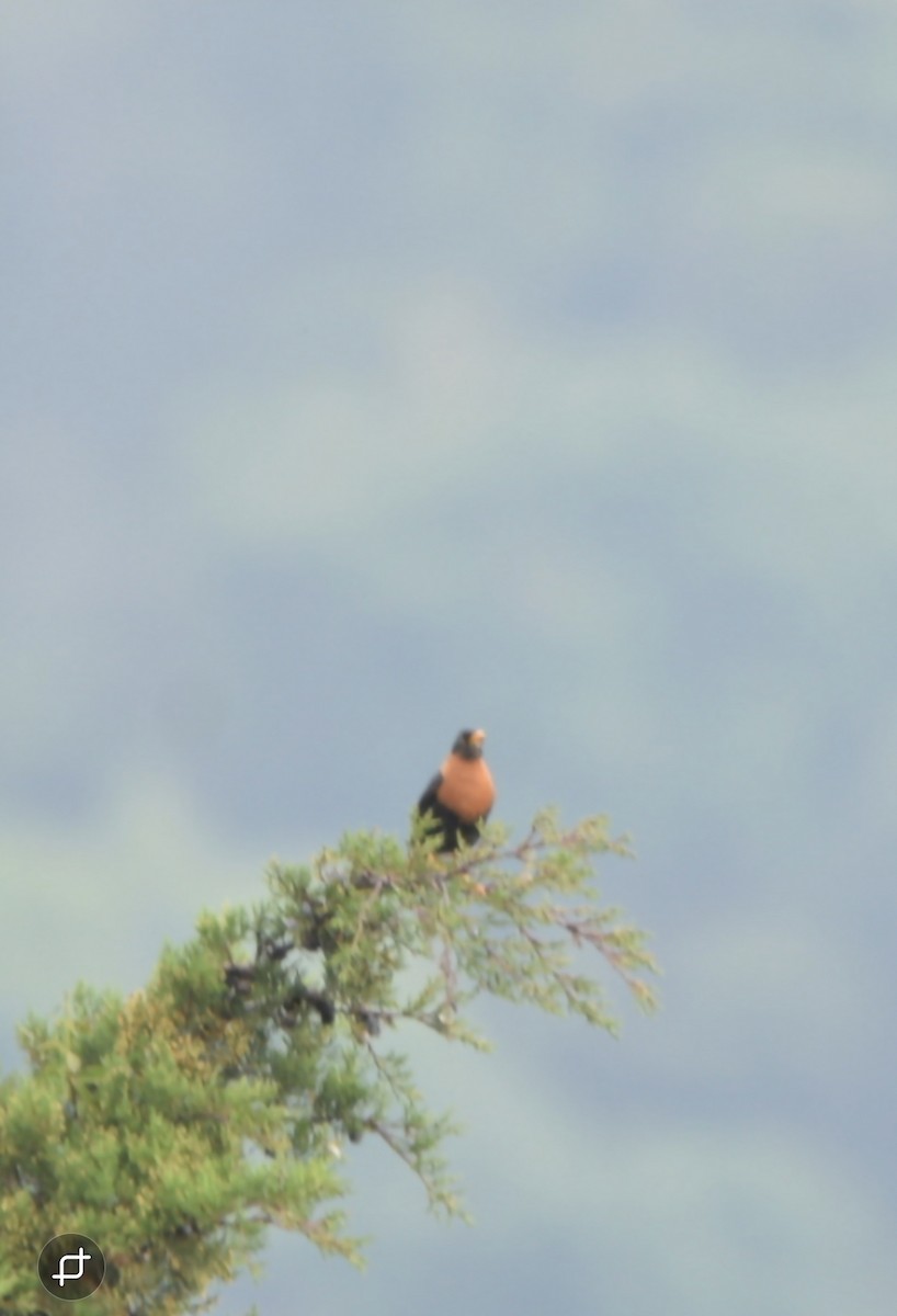 Rufous-collared Robin - ML635494068