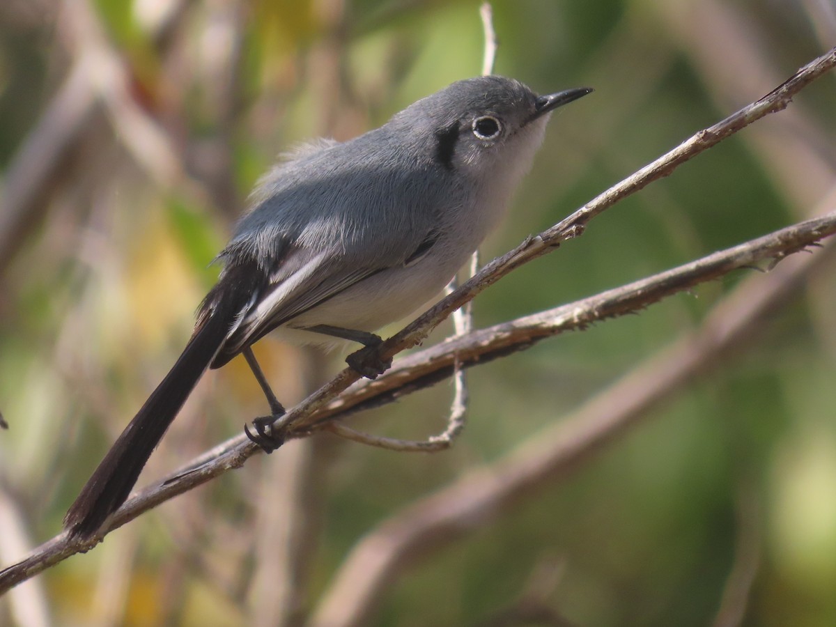 Cuban Gnatcatcher - ML635494084