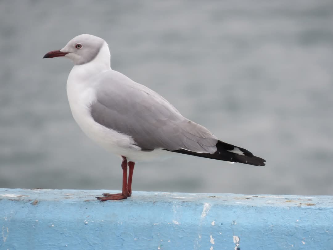 Gray-hooded Gull - ML635494099