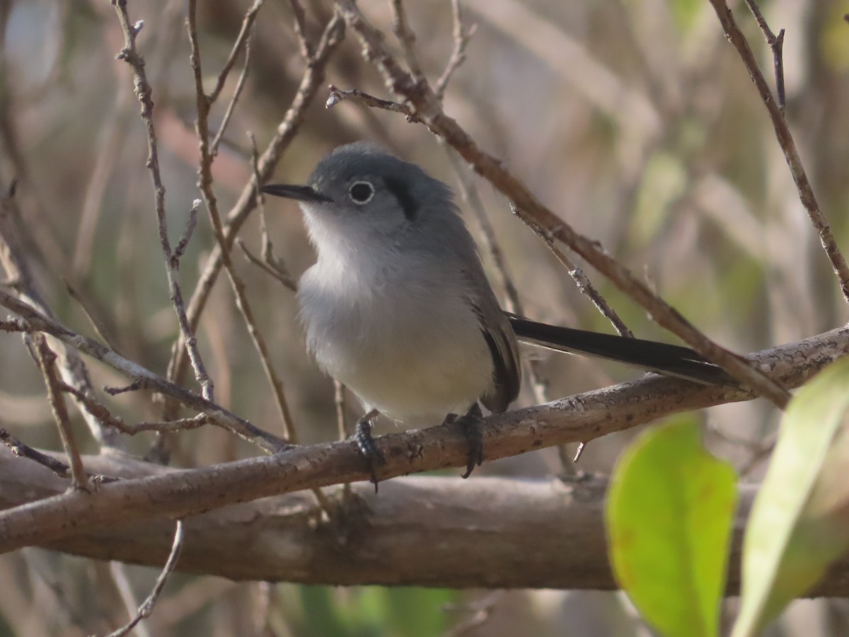 Cuban Gnatcatcher - ML635494107