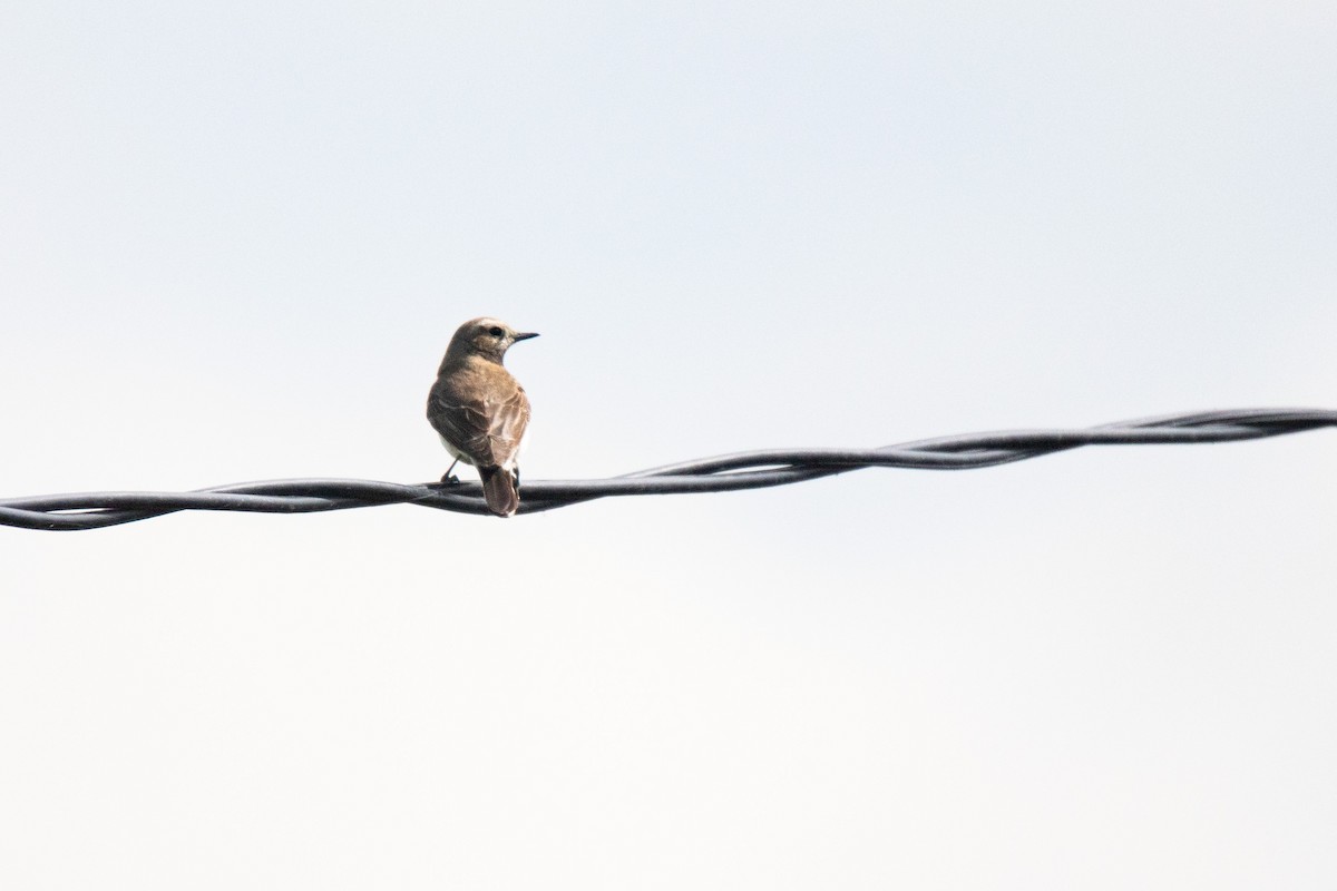 wheatear sp. - ML635494131
