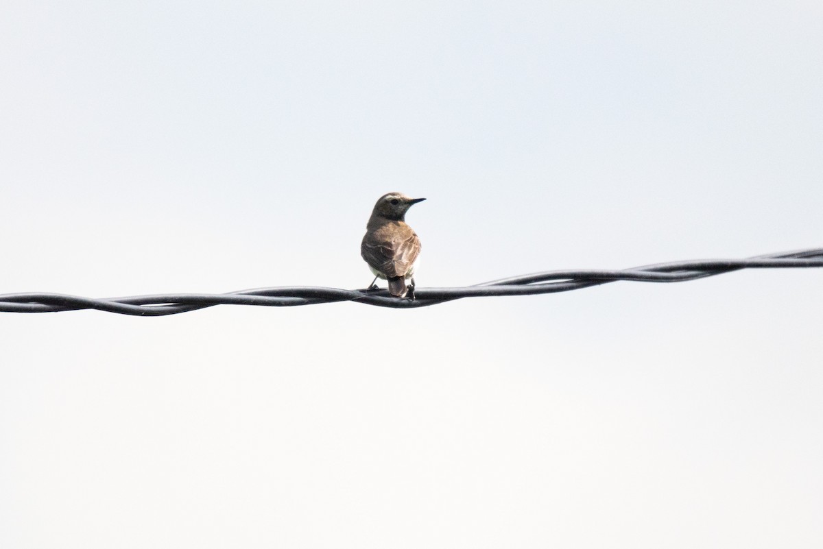 wheatear sp. - ML635494132