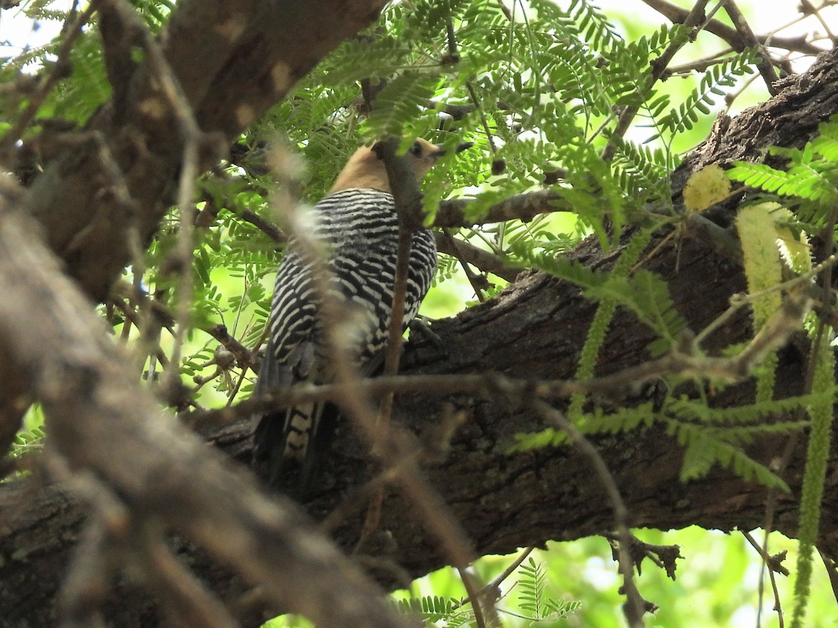 Gila Woodpecker - ML635494134