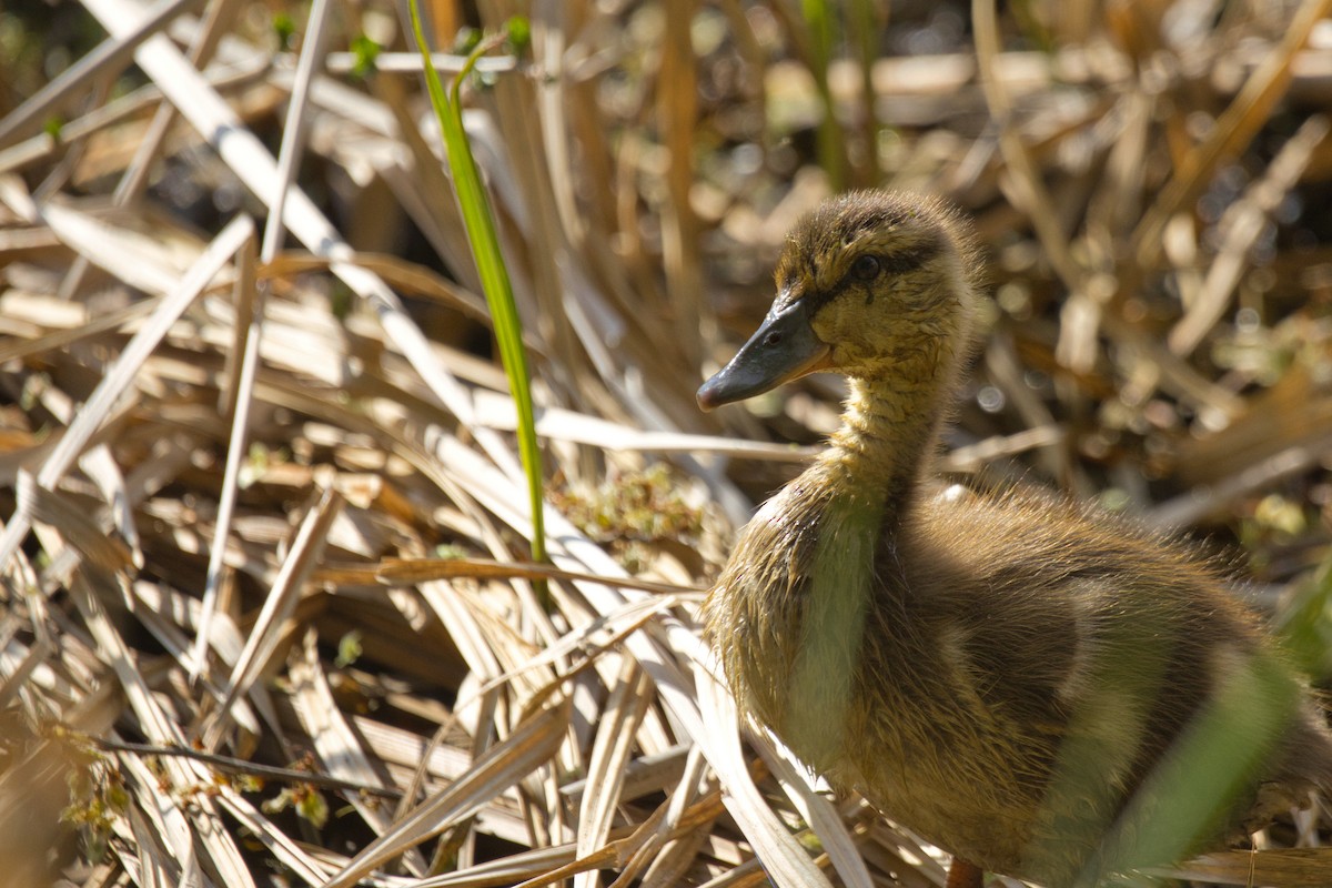 Stockente - ML635494193