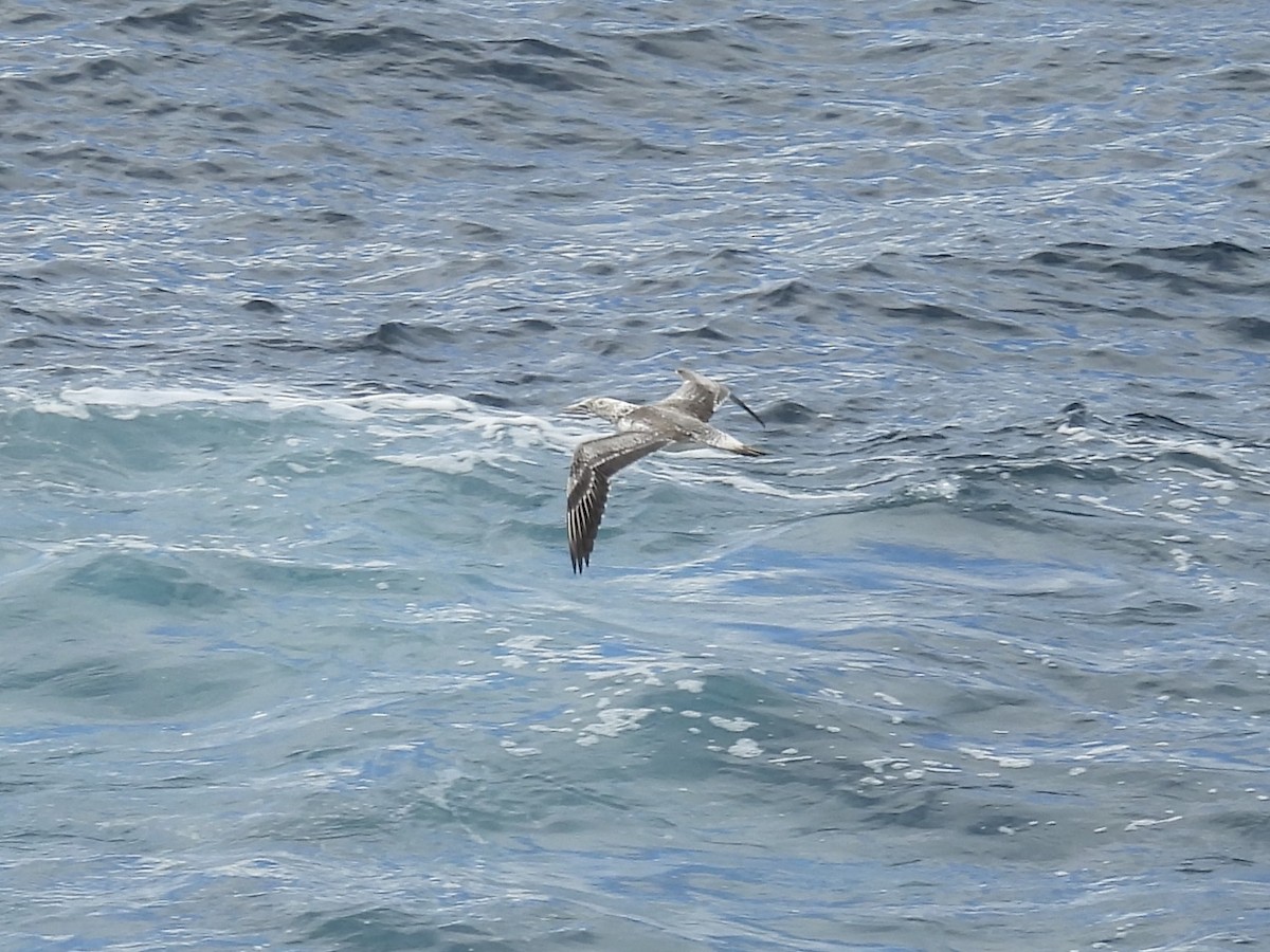 Australasian Gannet - ML635494208