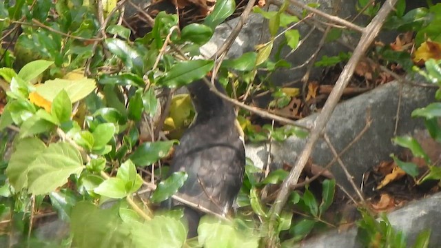 Pied Cuckoo - ML635494211