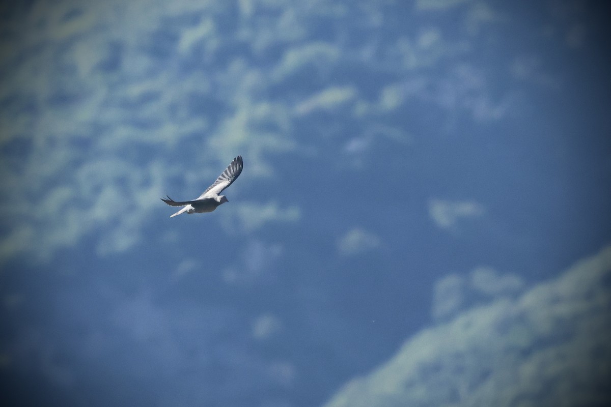 Band-tailed Pigeon - ML635494233