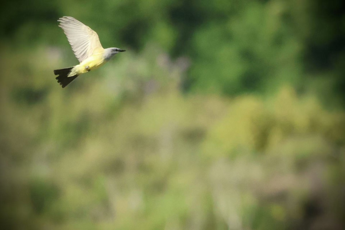 Western Kingbird - ML635494258