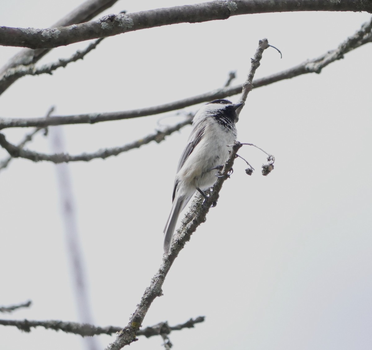 Mésange à tête noire - ML635494273