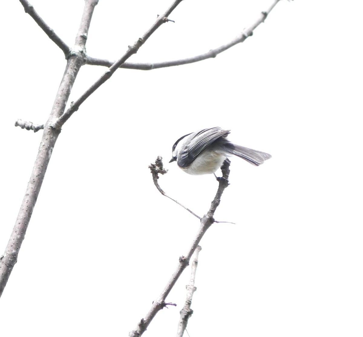 Mésange à tête noire - ML635494274