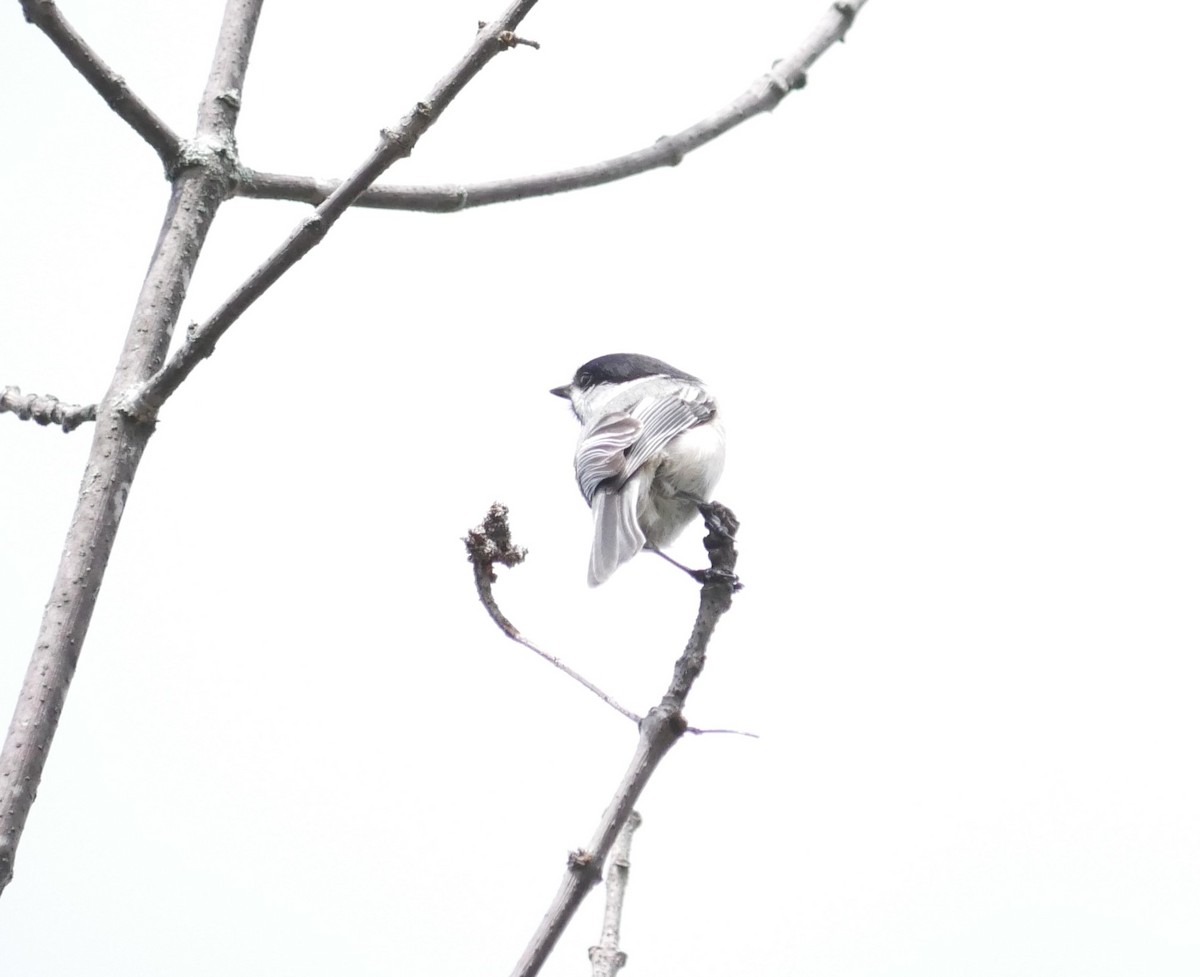 Mésange à tête noire - ML635494275