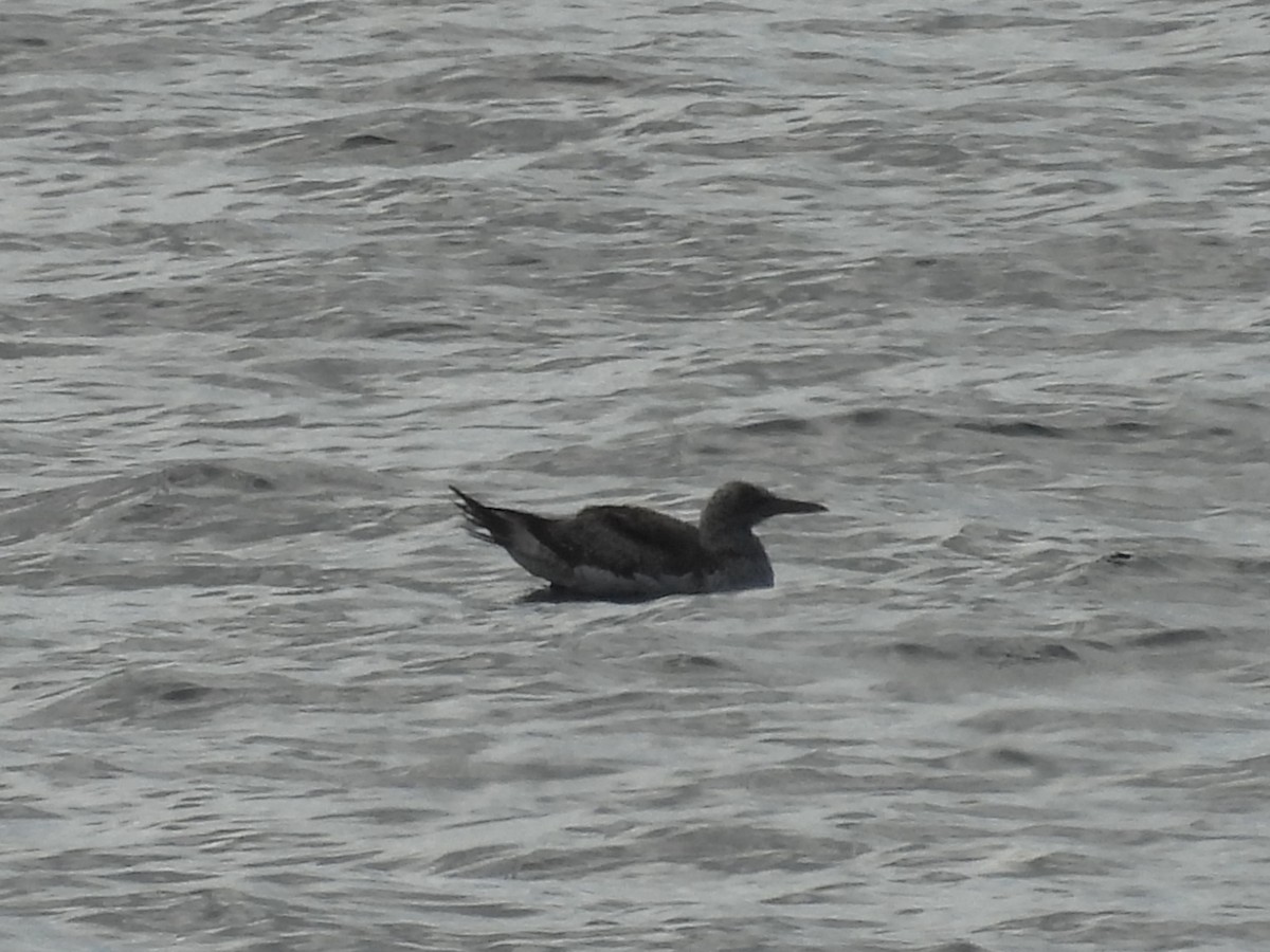 Australasian Gannet - ML635494276