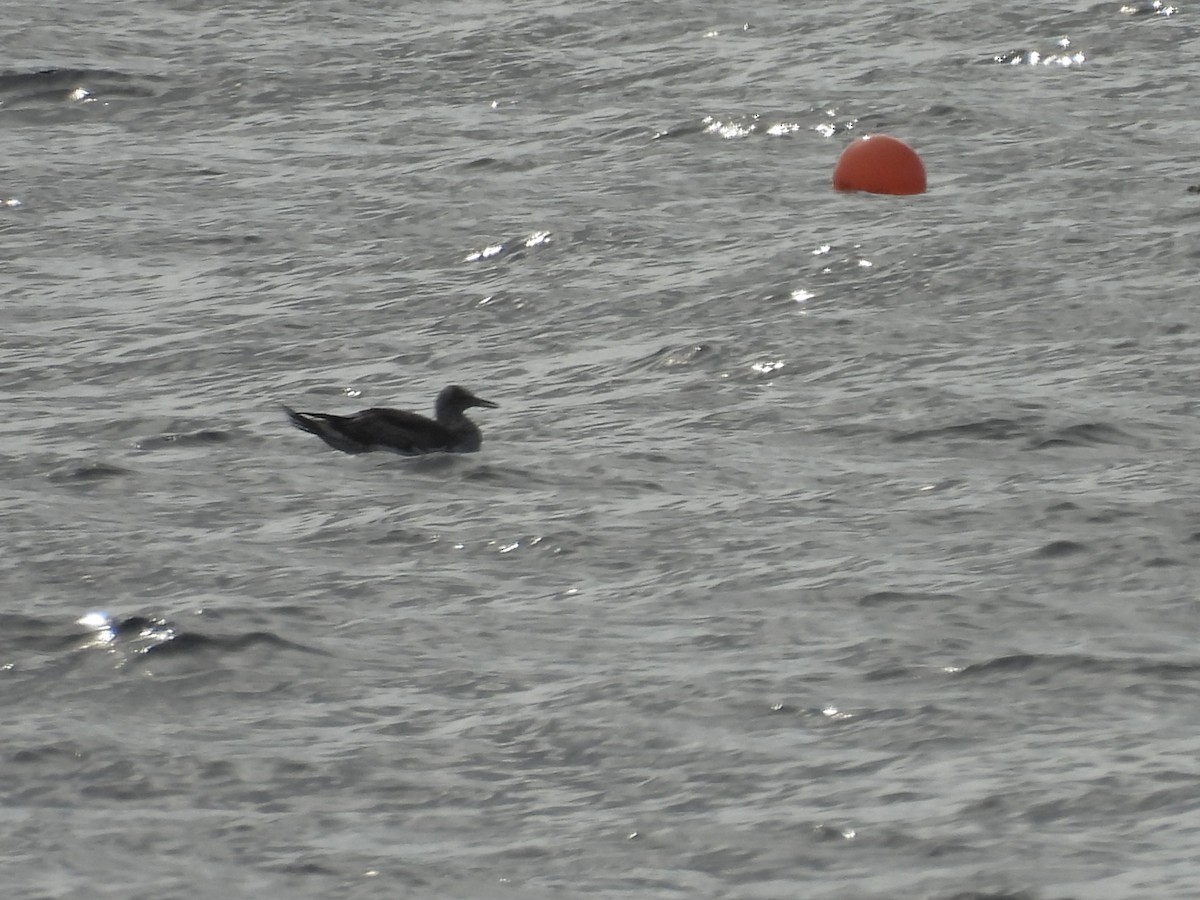 Australasian Gannet - ML635494278