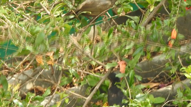 Pied Cuckoo - ML635494310
