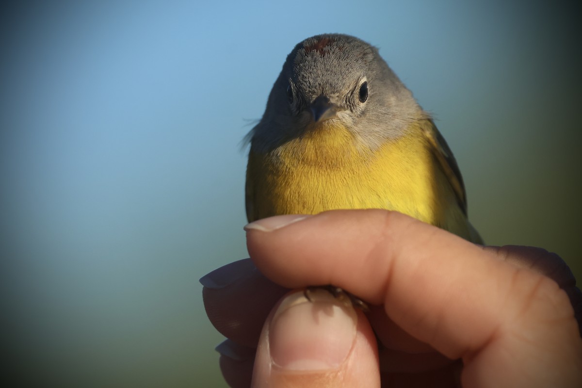 Nashville Warbler - ML635494331