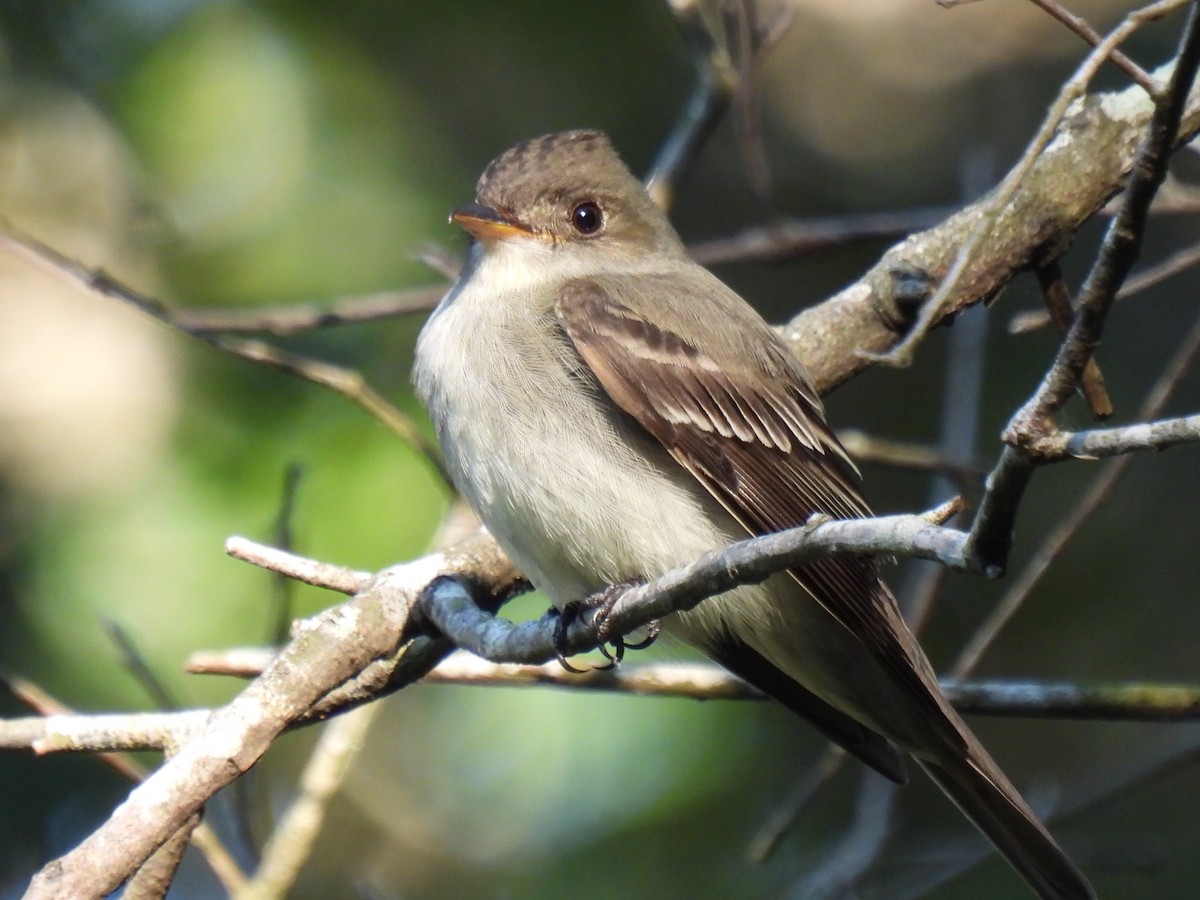 Eastern Wood-Pewee - ML635494342