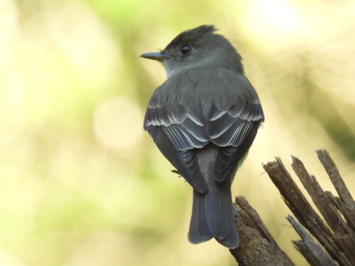 Eastern Wood-Pewee - ML635494352
