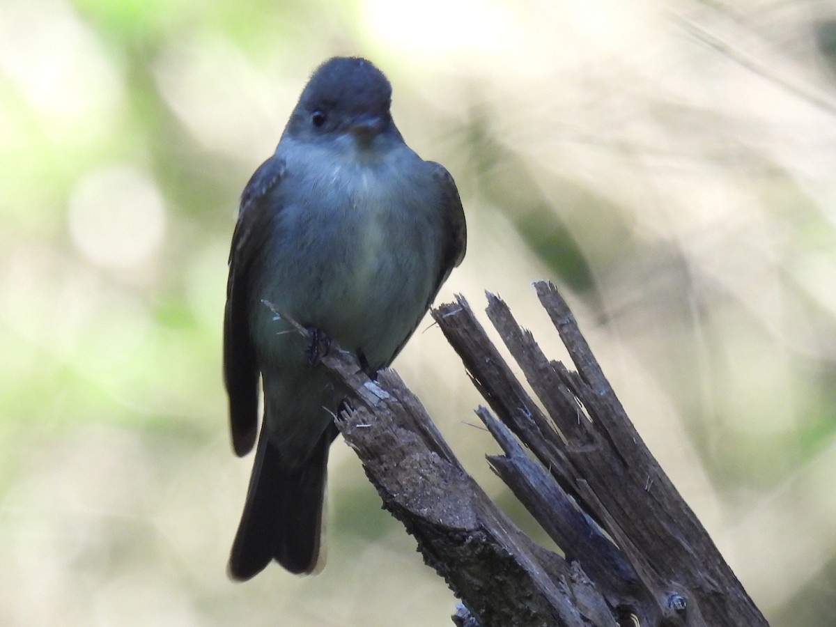 Eastern Wood-Pewee - ML635494360