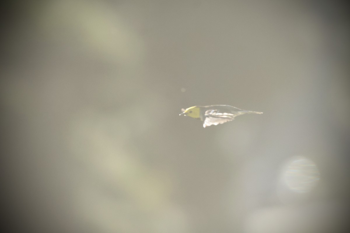 Hermit Warbler - ML635494386