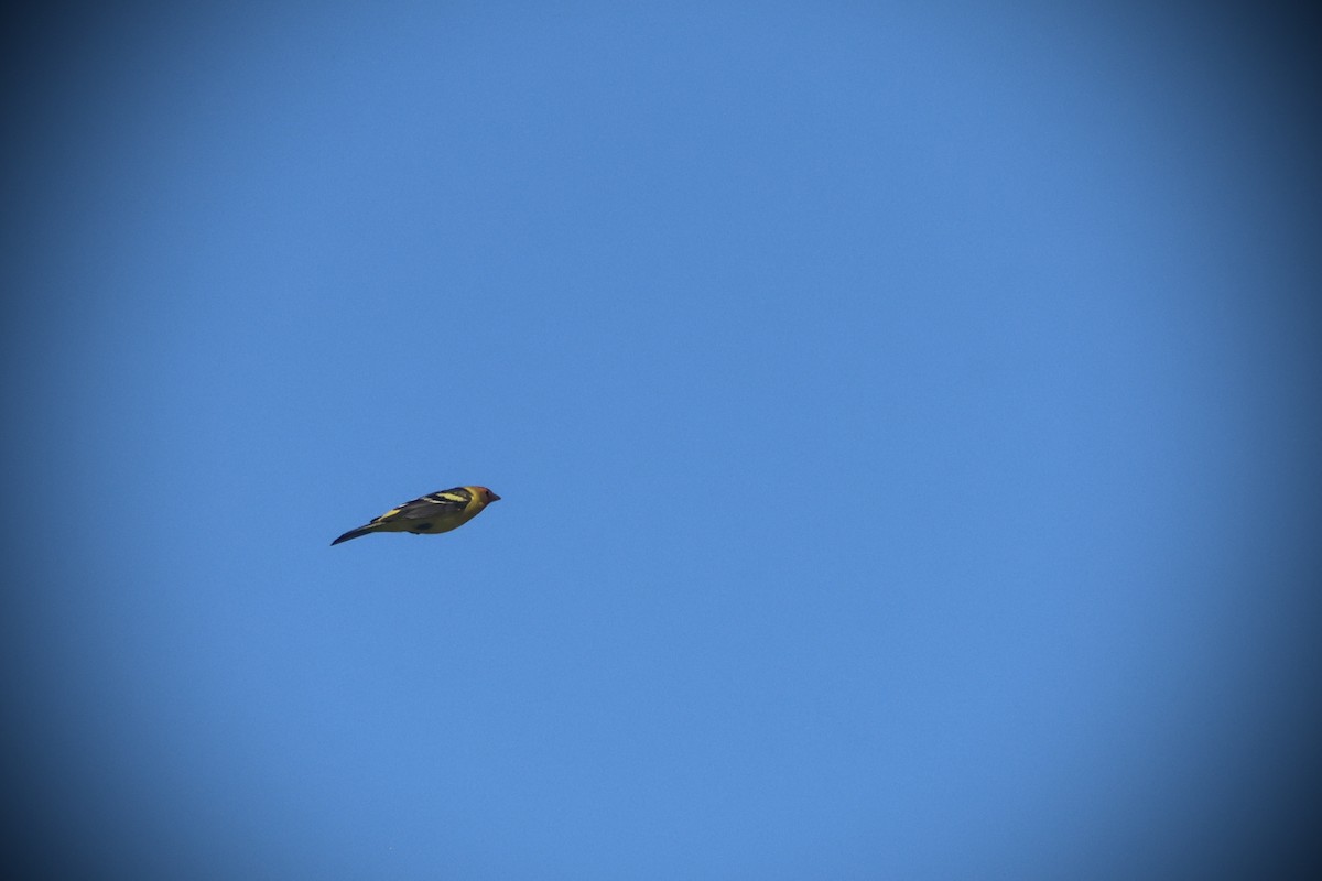 Western Tanager - ML635494413