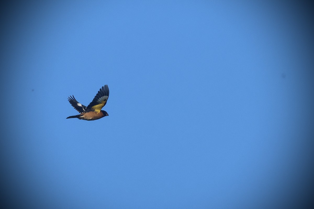 Black-headed Grosbeak - ML635494426