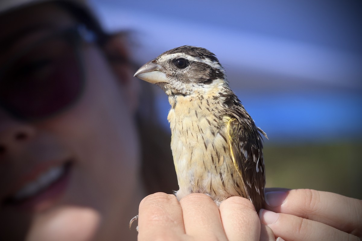 Black-headed Grosbeak - ML635494427