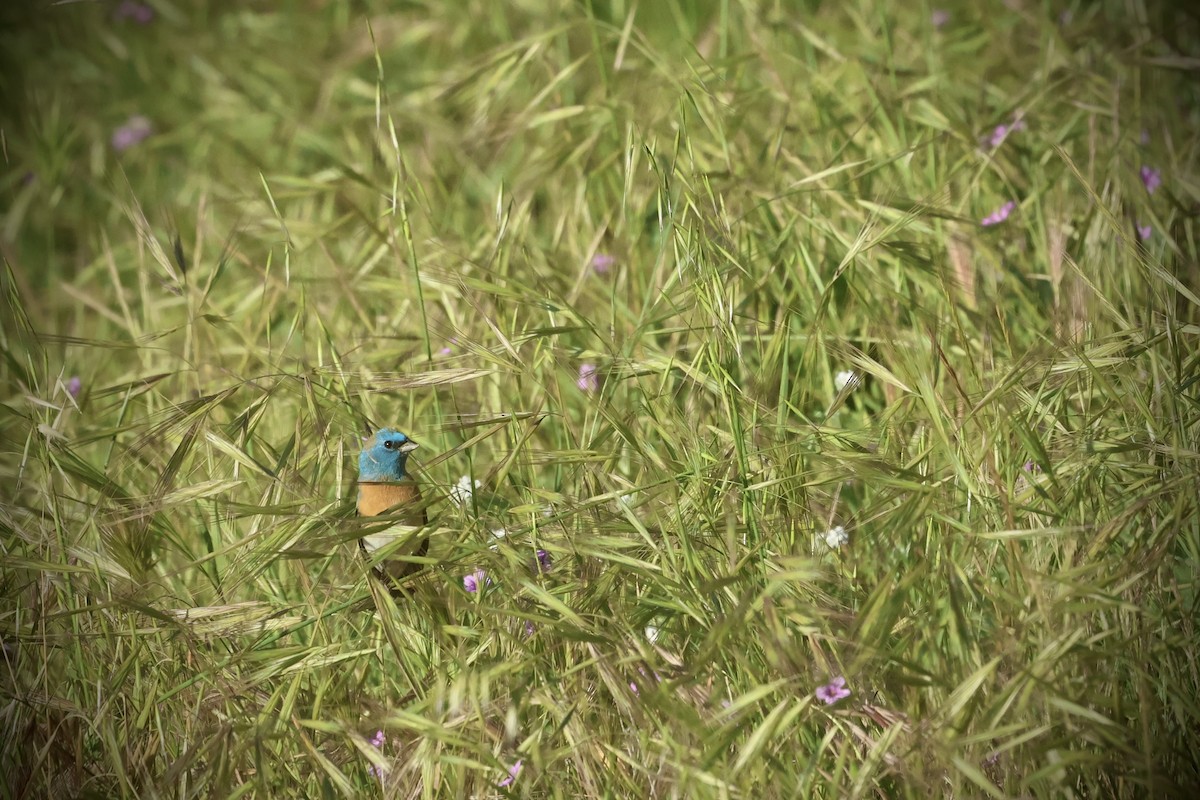 Lazuli Bunting - ML635494439