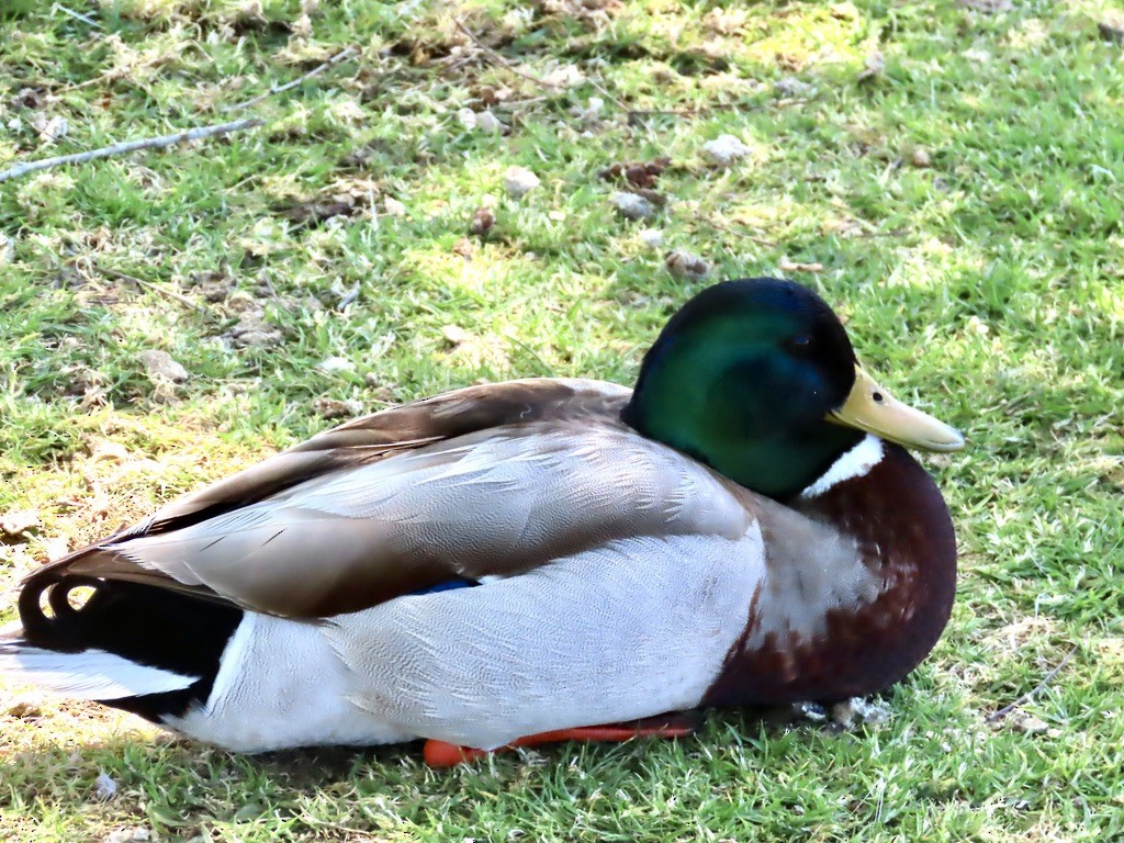 Stockente - ML635494440