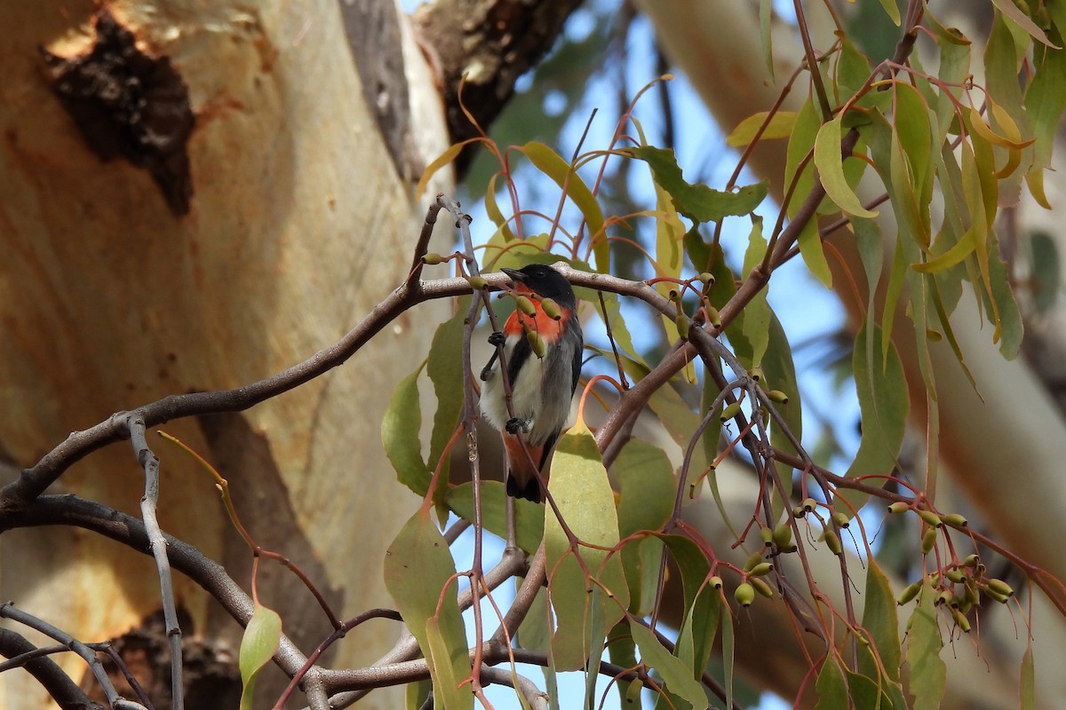 Mistletoebird - ML635494466