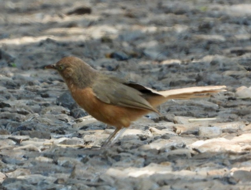 Rufous Chatterer - ML635494493