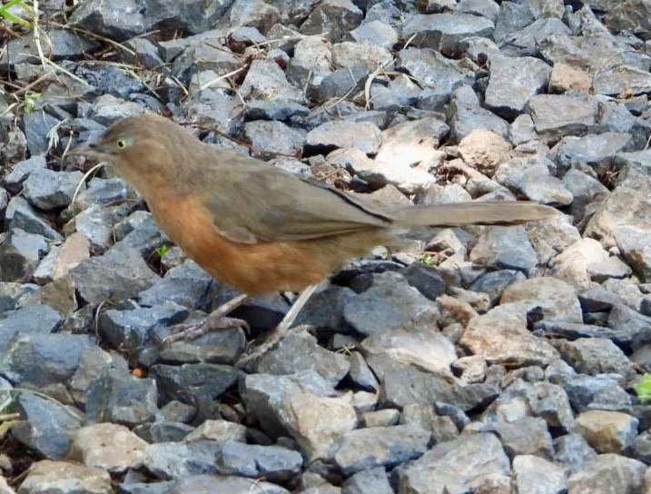 Rufous Chatterer - ML635494494