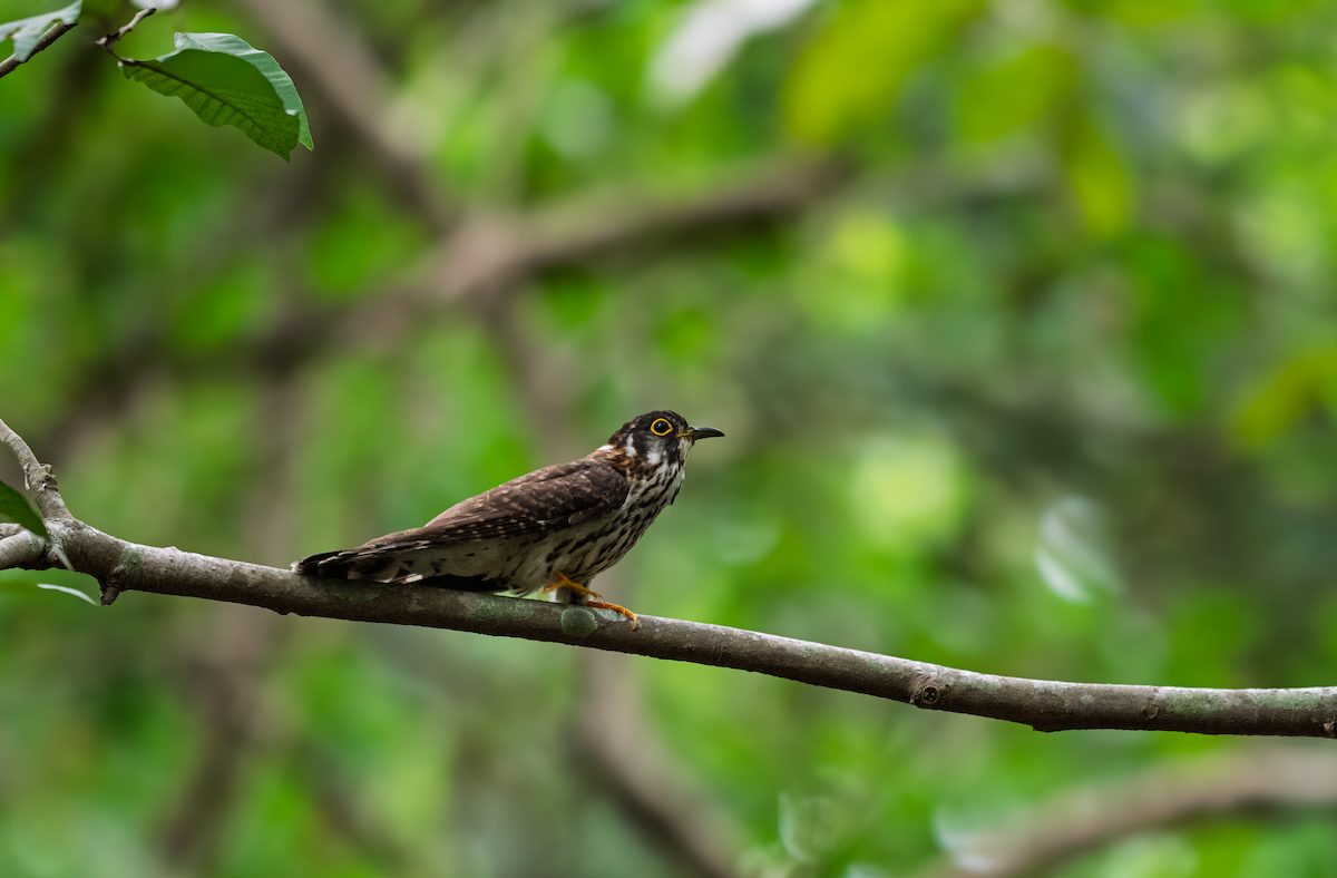 Moustached Hawk-Cuckoo - ML635494508